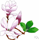 saucer magnolia - large deciduous shrub or small tree having large open rosy to purplish flowers