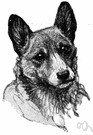 Welsh corgi - either of two Welsh breeds of long-bodied short-legged dogs with erect ears and a fox-like head