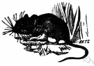 Peromyscus leucopus - American woodland mouse with white feet and underparts