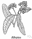 pimento tree - aromatic West Indian tree that produces allspice berries