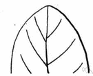 obtuse leaf - a simple leaf having a rounded or blunt tip