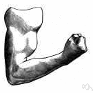 adducting - especially of muscles