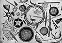 Bacillariophyceae - marine and freshwater eukaryotic algae: diatoms