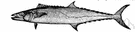 king mackerel - large mackerel with long pointed snout