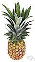 ananas - large sweet fleshy tropical fruit with a terminal tuft of stiff leaves
