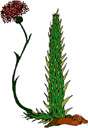 genus Senecio - enormous and diverse cosmopolitan genus of trees and shrubs and vines and herbs including many weeds