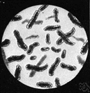 bacillus - aerobic rod-shaped spore-producing bacterium