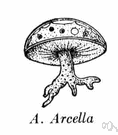 arcella - an amoeba-like protozoan with a chitinous shell resembling an umbrella