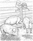sty - a pen for swine
