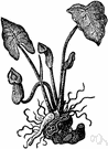Arisarum vulgare - tuberous perennial having a cowl-shaped maroon or violet-black spathe