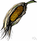 Indian corn - tall annual cereal grass bearing kernels on large ears: widely cultivated in America in many varieties