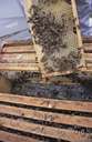 apiculture - the cultivation of bees on a commercial scale for the production of honey