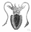 cuttle - ten-armed oval-bodied cephalopod with narrow fins as long as the body and a large calcareous internal shell