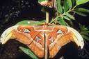 atlas moth - giant saturniid moth widespread in Asia