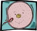 spermatozoan - the male reproductive cell