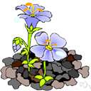 stock - any of various ornamental flowering plants of the genus Malcolmia