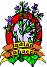 Indian tobacco - tobacco plant of South America and Mexico
