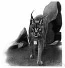 caracal - of deserts of northern Africa and southern Asia