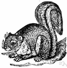 fox squirrel - exceptionally large arboreal squirrel of eastern United States