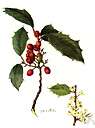 Aquifoliaceae - widely distributed shrubs and trees