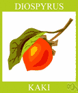 kaki - small deciduous Asiatic tree bearing large red or orange edible astringent fruit
