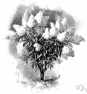fall-blooming hydrangea - deciduous shrub or small tree with pyramidal flower clusters
