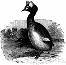 Podiceps - type genus of the Podicipedidae: grebes