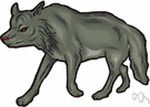Canis lupus - a wolf with a brindled grey coat living in forested northern regions of North America