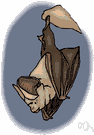 bat - nocturnal mouselike mammal with forelimbs modified to form membranous wings and anatomical adaptations for echolocation by which they navigate
