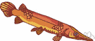 Lepisosteus - type genus of the Lepisosteidae: freshwater gars