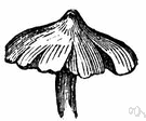 cap - a fruiting structure resembling an umbrella or a cone that forms the top of a stalked fleshy fungus such as a mushroom