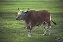 Bos banteng - wild ox of the Malay Archipelago