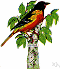 oriole - mostly tropical songbird