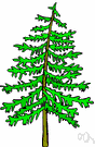 fir tree - any of various evergreen trees of the genus Abies