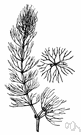 Ceratophyllum - constituting the family Ceratophyllaceae: hornworts