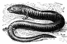 blind eel - aquatic eel-shaped salamander having two pairs of very small feet