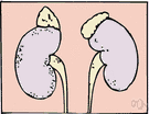 kidney - either of two bean-shaped excretory organs that filter wastes (especially urea) from the blood and excrete them and water in urine