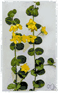 Lysimachia - loosestrife: a cosmopolitan genus found in damp or swampy terrain having usually yellow flowers