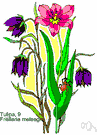 checkered daffodil - Eurasian checkered lily with pendant flowers usually veined and checkered with purple or maroon on a pale ground and shaped like the bells carried by lepers in medieval times
