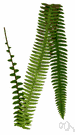 Nephrolepis exaltata - a sword fern with arching or drooping pinnate fronds