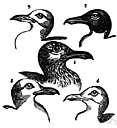 beaked - having or resembling a beak