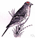 Carduelis hornemanni - small siskin-like finch with a red crown