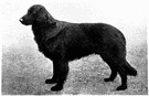 flat-coated retriever - an English breed having a shiny black or liver-colored coat