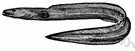leptocephalus - slender transparent larva of eels and certain fishes