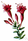 California fuchsia - shrublet of southwestern United States to Mexico having brilliant scarlet flowers