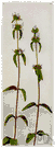 genus Clinopodium - wild basil