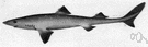 Atlantic spiny dogfish - destructive dogfish of the Atlantic coastal waters of America and Europe