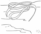 ribbon worm - soft unsegmented marine worms that have a threadlike proboscis and the ability to stretch and contract