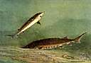 Acipenser - type genus of the Acipenseridae: sturgeons
