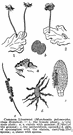 class Hepaticopsida - liverworts: comprises orders Anthocerotales